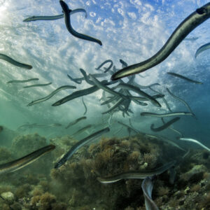 Hoe onderzoekers de mysterieuze levensloop van de paling eindelijk in kaart brachten